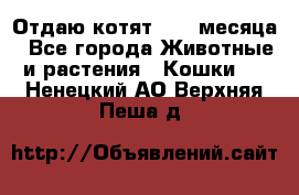 Отдаю котят. 1,5 месяца - Все города Животные и растения » Кошки   . Ненецкий АО,Верхняя Пеша д.